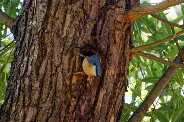 Kleiber vor seiner Höhle | Foto: WKY