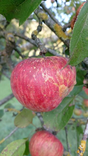 🌞🌲😍🌳🌞 | Foto: Ralf Röser