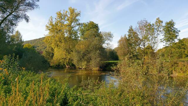 🌞🌲😍🌳🌞 | Foto: Ralf Röser