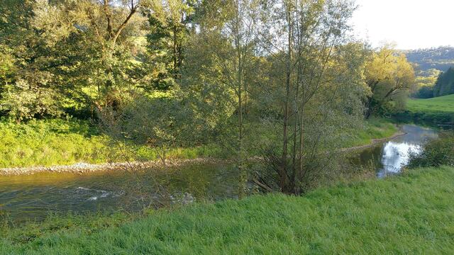 🌞🌲😍🌳🌞 | Foto: Ralf Röser