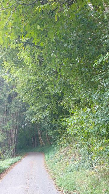 🌞🌲😍🌳🌞 | Foto: Ralf Röser