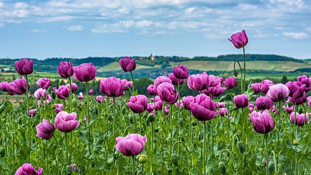 Mai: Lila Mohn vor Schloss Stocksberg, das zu Brackenheim gehört.  | Foto: Erwin Weigend