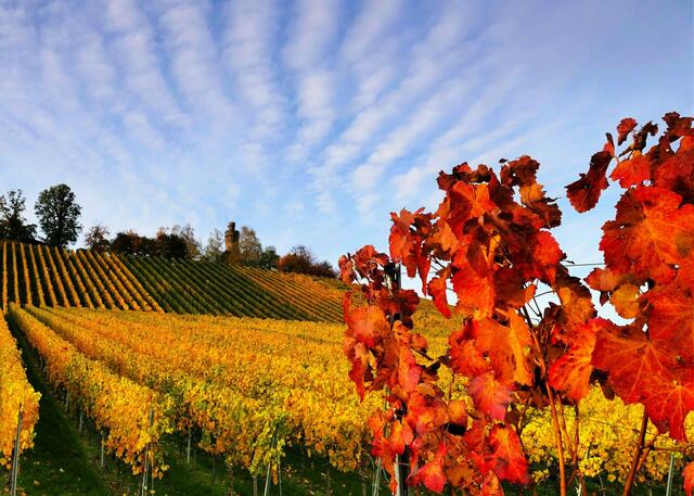 Oktober: Herbst in den Weinbergen, konkret an der Heuchelberger Warte, Leingarten.  | Foto: Karl-Heinz Wachtler