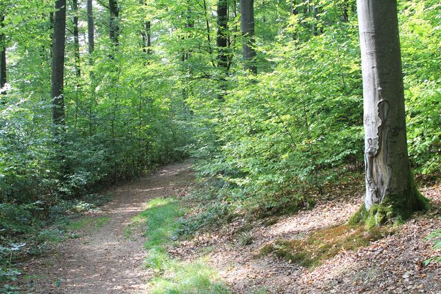 so schöne Wege | Foto: Ralf Röser