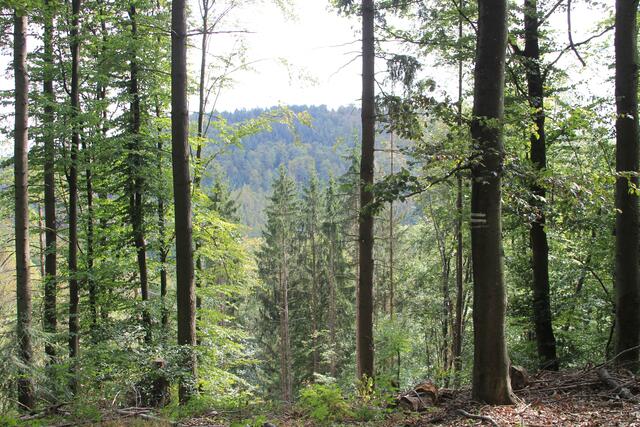 schee | Foto: Ralf Röser