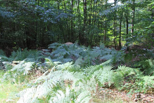 Farn | Foto: Ralf Röser