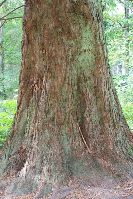 Mammutbaum | Foto: Ralf Röser