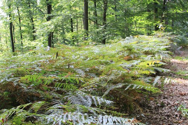 Farn | Foto: Ralf Röser