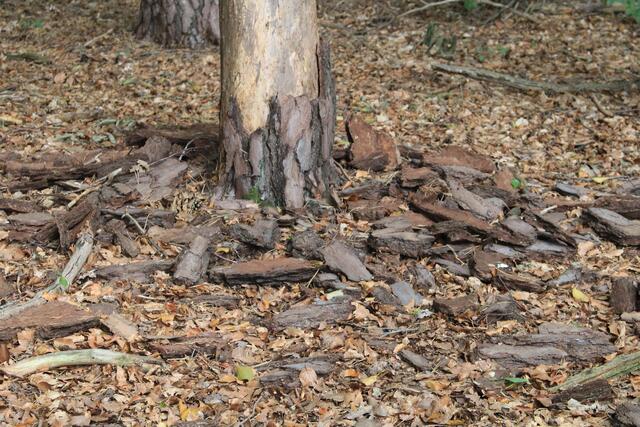 ?? so ebbes | Foto: Ralf Röser