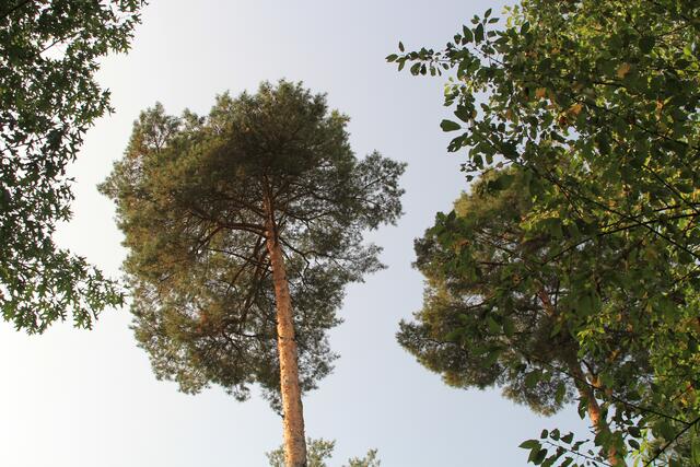 oben | Foto: Ralf Röser