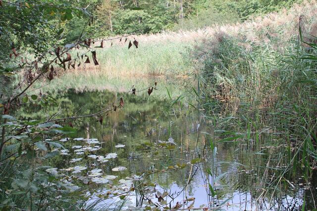 kleiner See mitten im Wald- haben da sogar Goldfische gesehen | Foto: Ralf Röser