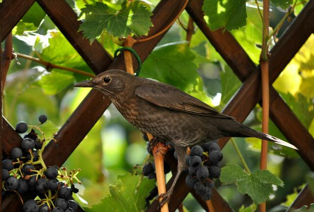 Uii, sieht lecker aus. | Foto: Daniela Somers