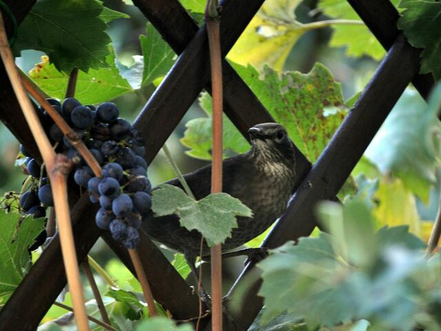 Ich glaube ich nehme noch eine mit auf den Weg. | Foto: Daniela Somers