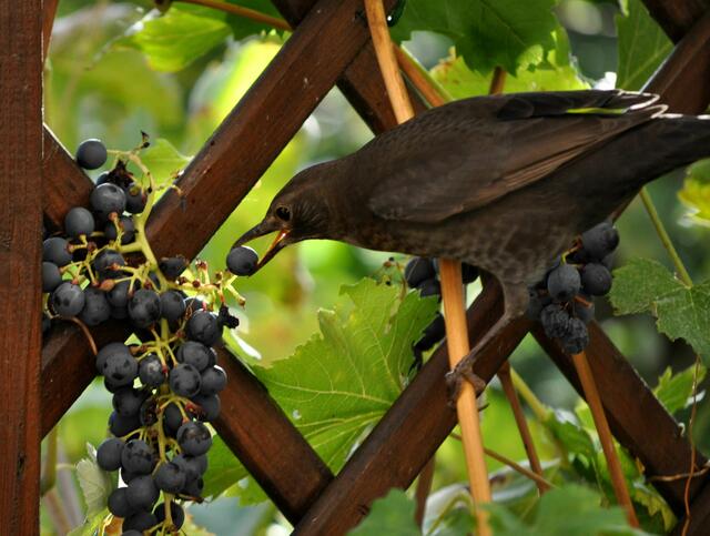So, die nehme ich mit und komm nachher nochmals. | Foto: Daniela Somers
