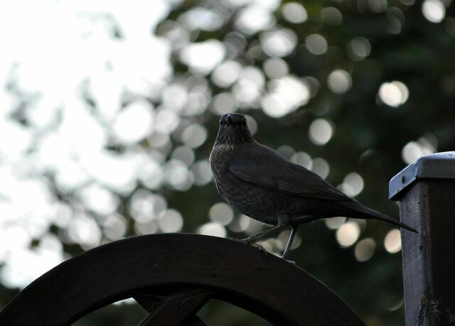 Ist die Luft wieder rein? | Foto: Daniela Somers