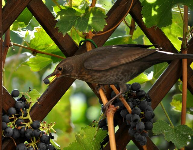 Klasse, ich hab Eine. | Foto: Daniela Somers