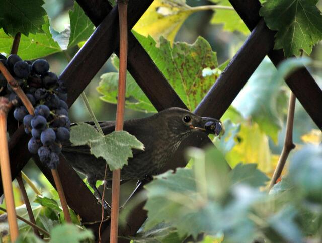 Erst mal gleich vor Ort ein paar Beeren futtern. | Foto: Daniela Somers