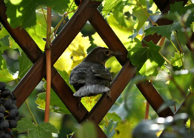 Und auf die Katzen muss man auch aufpassen. | Foto: Daniela Somers