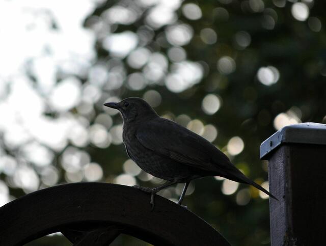 Wieder da. Ist die Luft rein? Kann ich weiter naschen? | Foto: Daniela Somers