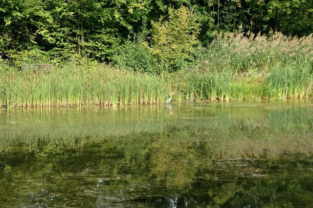Ein Reiher im Schilf | Foto: ED