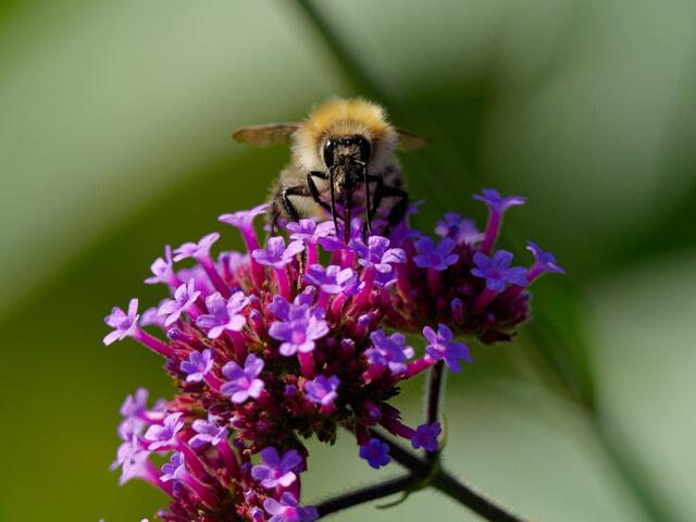 Foto: Eigenes Bild