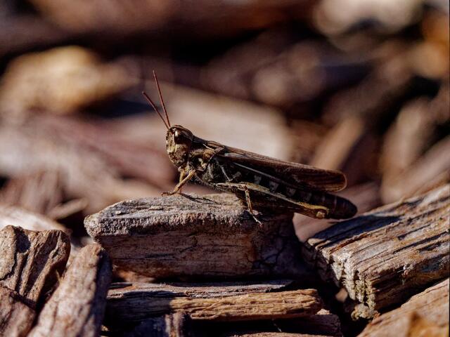 Foto: Eigenes Bild