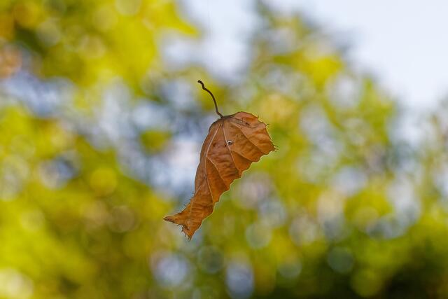am seidenen Faden | Foto: WKY