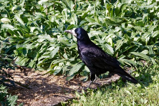 ein kecker Geselle | Foto: WKY