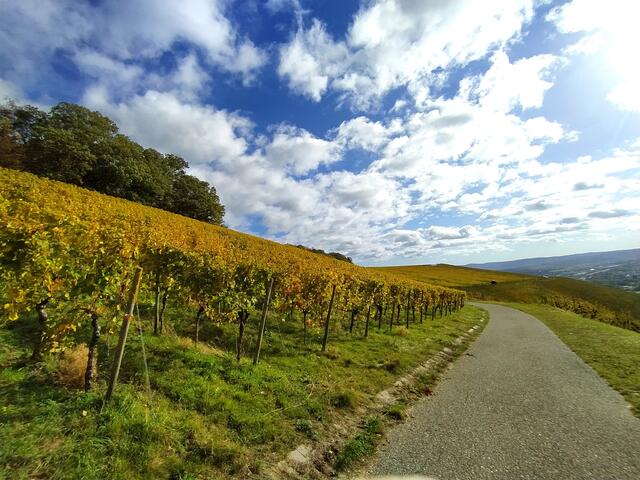 Nun geht's auf den Rückweg - Wengert, Wolken und Weitblicke | Foto: Sigrid Schlottke