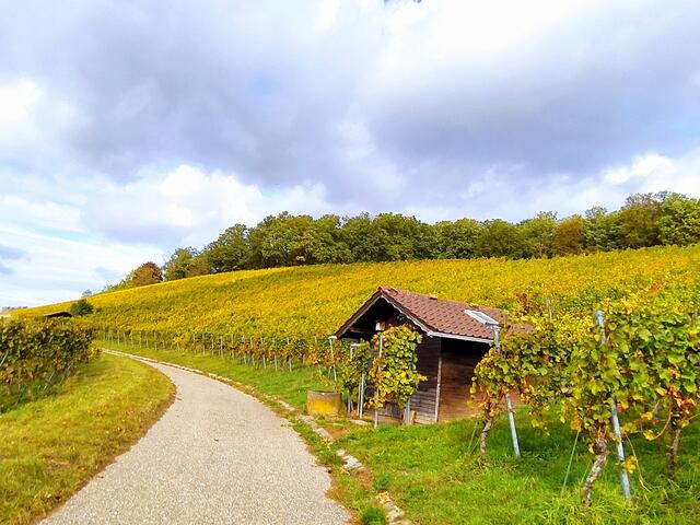 Die Rieslinghütte steht inmitten von Rieslingreben - herrlich anzuschauen | Foto: Sigrid Schlottke