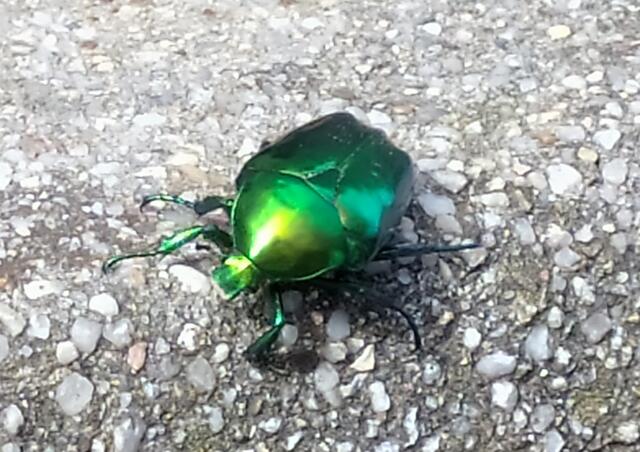 Ein wunderschöner Rosenkäfer - schillernd wie ein Edelstein | Foto: Sigrid Schlottke