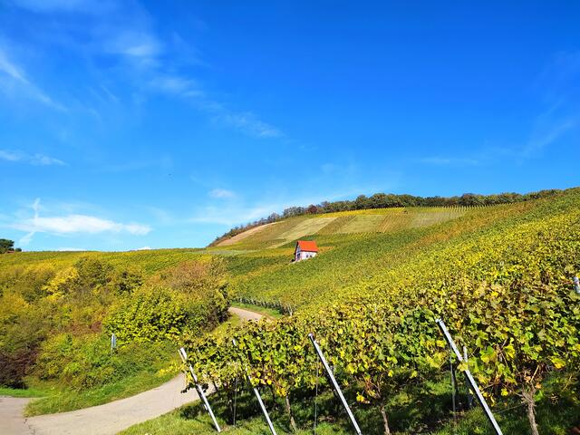 Bald sind wir wieder in Erlenbach zurück, aber ein letztes Weinberg-Bild muss noch sein.  | Foto: Sigrid Schlottke