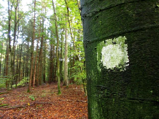 Etwas schwierig hin zu finden, es haben sich Mountainbike Strecken gebildet, die jetzt zugelegt wurden und die vermutlich ursprünglichen blauen Punkte wurden weiß übermalt. Hat man den Weg aufgegeben? | Foto: WandernGabyErich