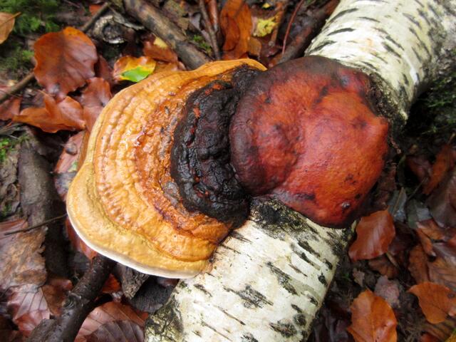 Der lange ersehnte Regen lässt die Pilze sprießen, hier am Birkentotholz geht es bunt zu | Foto: WandernGabyErich