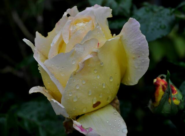Auch die Rosen wollen noch nicht aufgeben | Foto: Daniela Somers