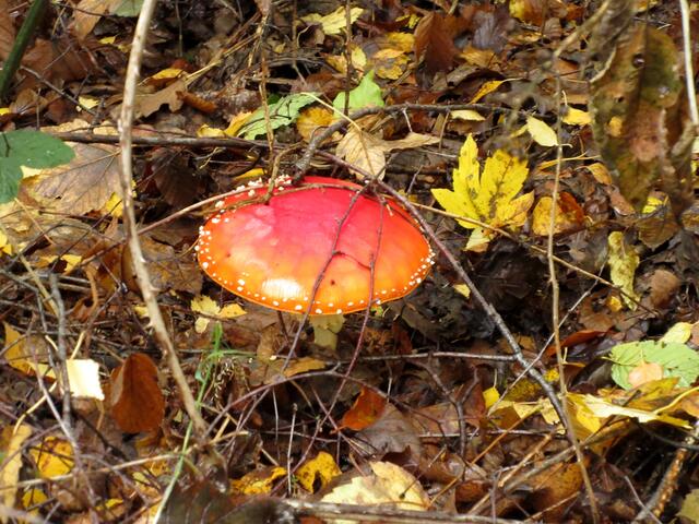 Der Herbst mit den bunten Wäldern ist eine wunderbare Jahreszeit | Foto: WandernGabyErich
