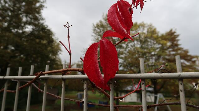 Foto: Eduard Warenik