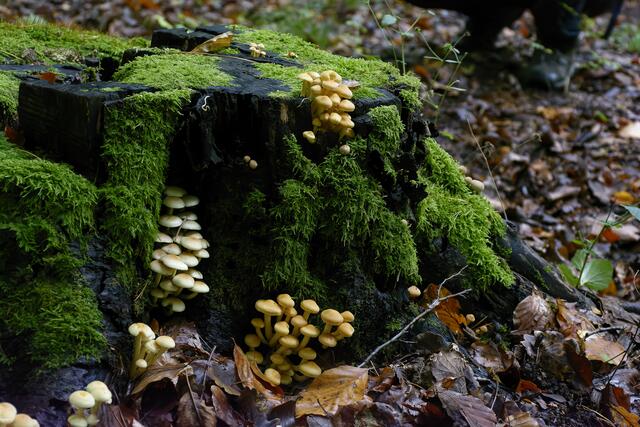 Foto: Michael Harmsen