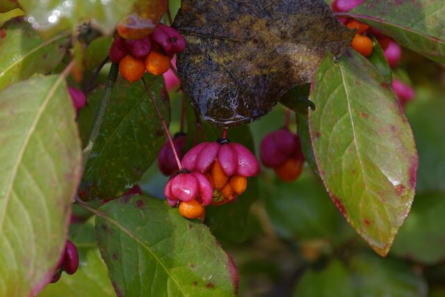 Pfaffenhütchen in poppigen Farben | Foto: Michael Harmsen