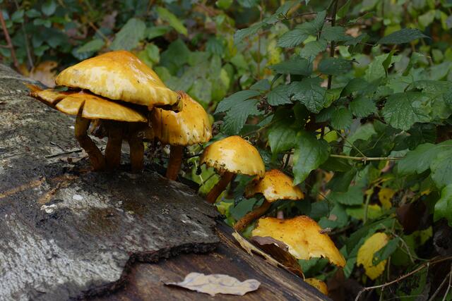 Der Regen hat die Pilze sprießen lassen ( Goldröhrling ) | Foto: Michael Harmsen
