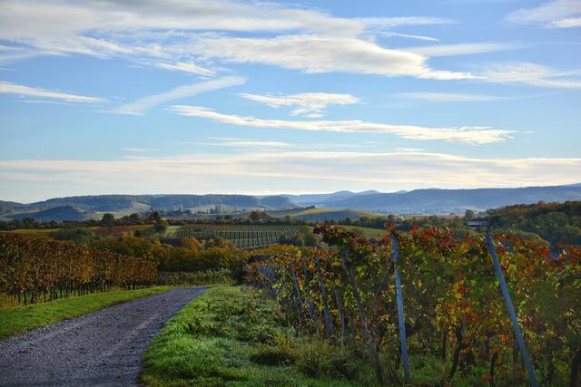 Blick in den Schwäbisch Fränkischen Wald durch die farbenfrohen Weinberge am Jungenberg | Foto: Michael Harmsen