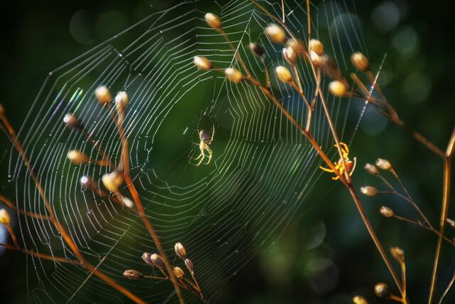 Da wartet eine Spinne noch auf ein Frühstück | Foto: Michael Harmsen