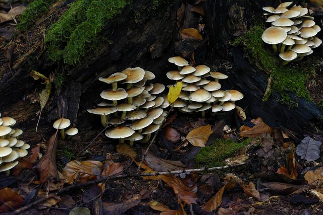 grünblättriger Schwefelkopf( ohne Gewähr ) | Foto: Michael Harmsen