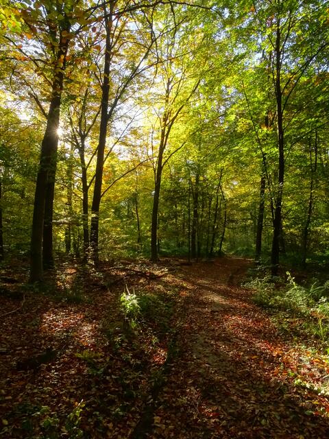 Im Herbstwald | Foto: Sabrina Kliewer