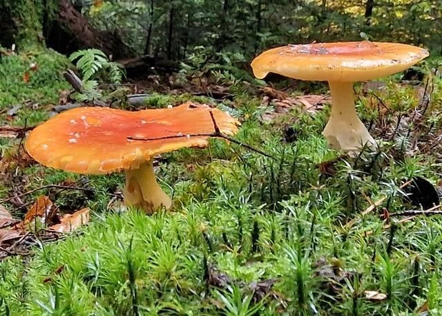 Fliegenpilze 🍄  | Foto: Thomas Zupan