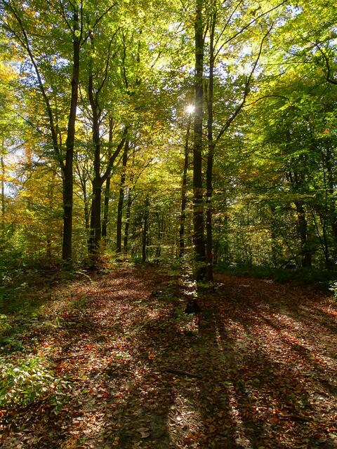 Sonne im Herbstwald | Foto: Sabrina Kliewer