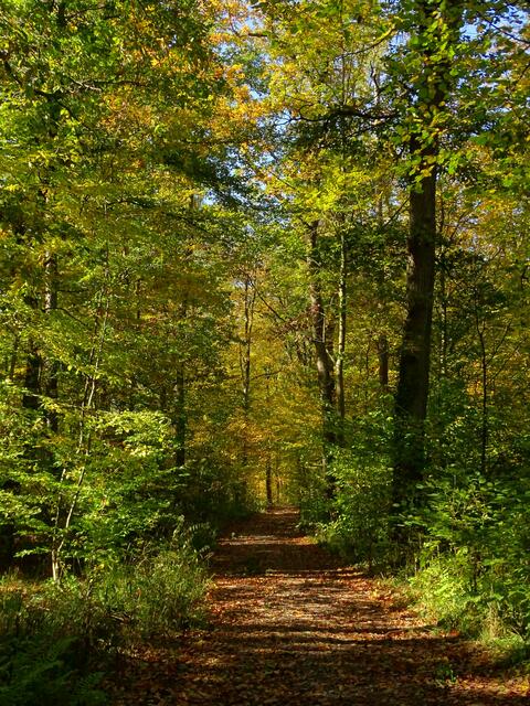 Weg durch den Herbstwald | Foto: Sabrina Kliewer