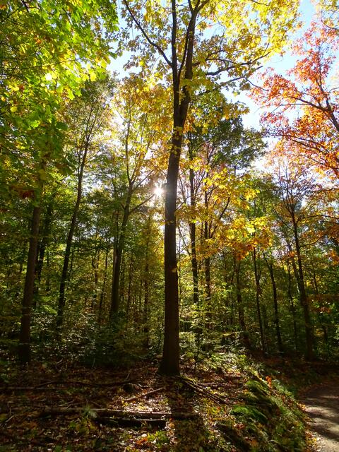 Zauberlicht im Wald | Foto: Sabrina Kliewer