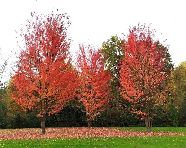 Hingucker im Kurpark | Foto: Sigrid Schlottke