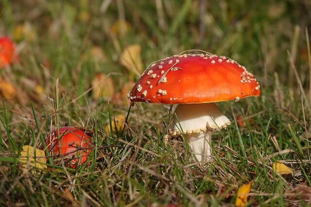 Fliegenpilze | Foto: Uschi Dugulin